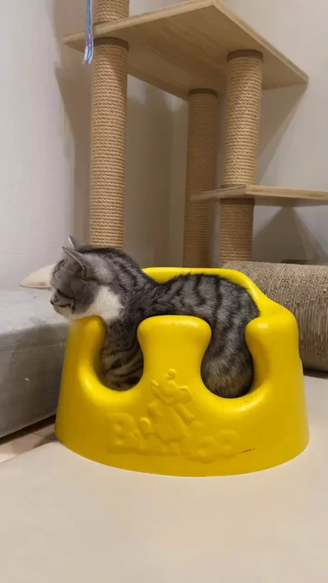 🐘

いつもバンボの可愛い投稿をしてくれるふにちゃん🐈💛

お子様の使用が終わったら是非猫ちゃんに試してみてください♪

@funi0202 
Thank you!

#bumbo#バンボ#フロアシート#ペットベッド